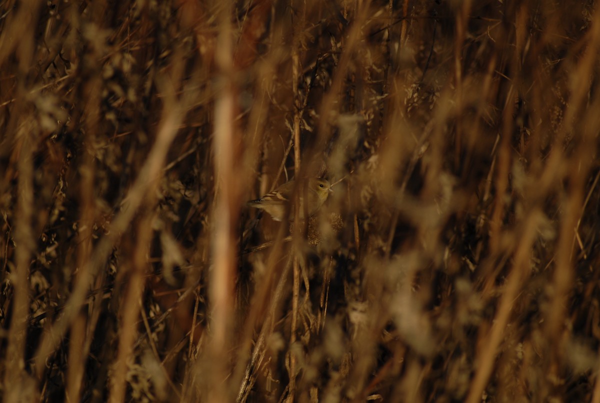 Chardonneret jaune - ML646095248