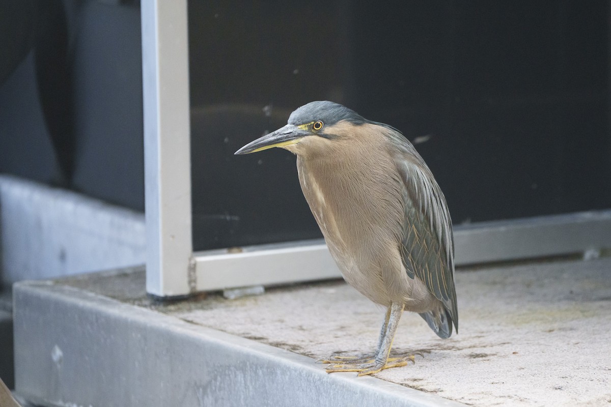 Héron des mangroves - ML646095249
