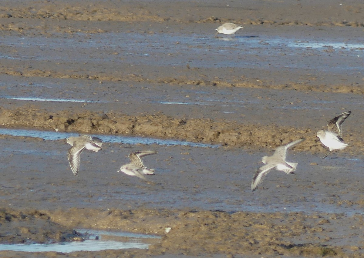 Bécasseau variable - ML646095250