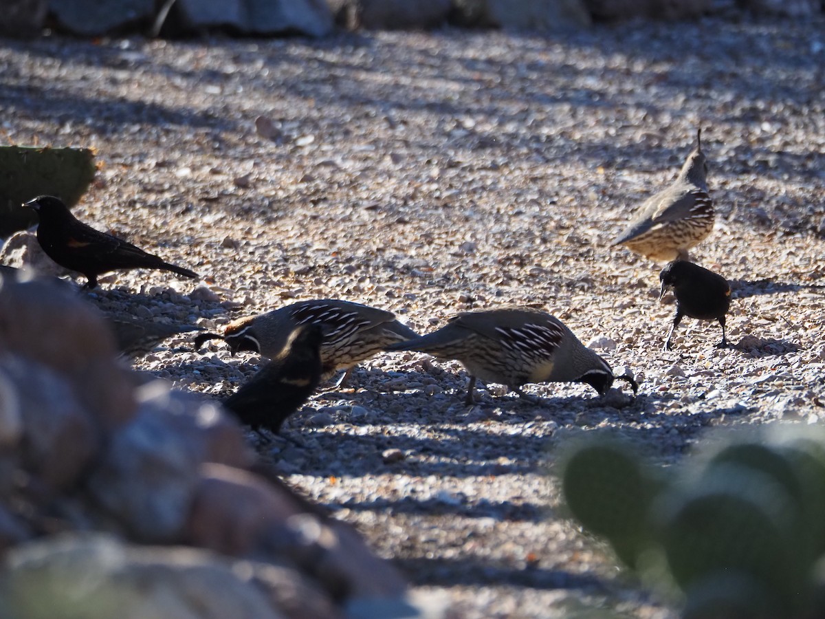 Colin de Gambel - ML646095251