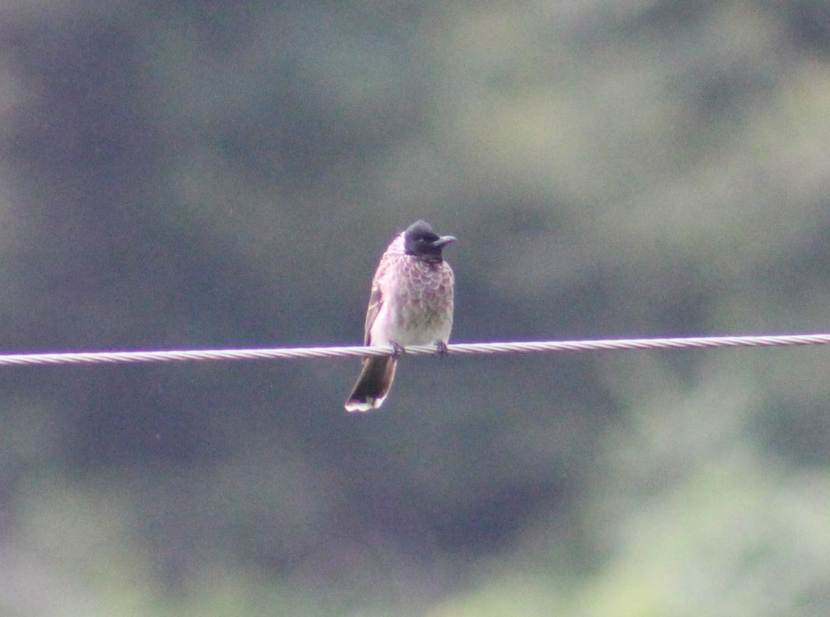 Bulbul à ventre rouge - ML646095252