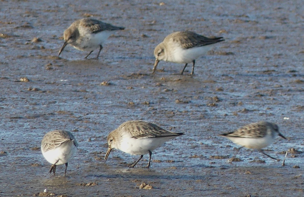 Bécasseau variable - ML646095254