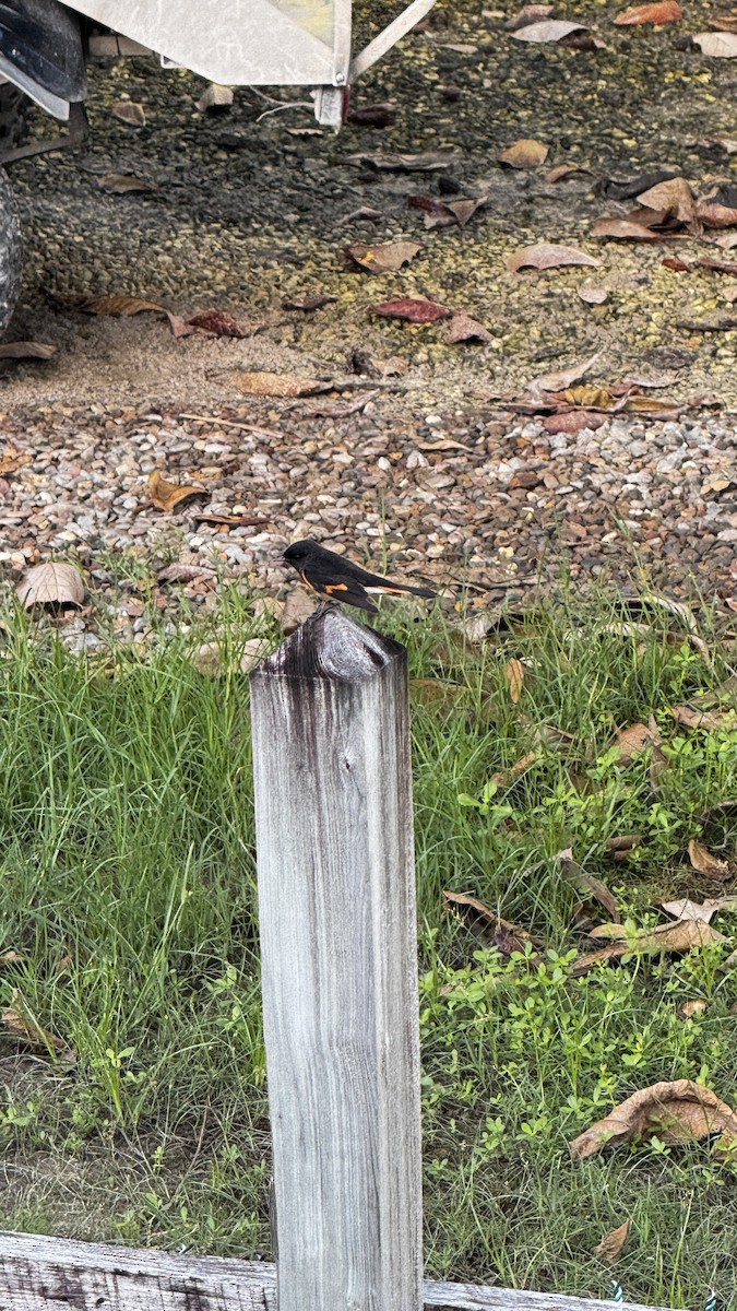 Paruline flamboyante - ML646095256