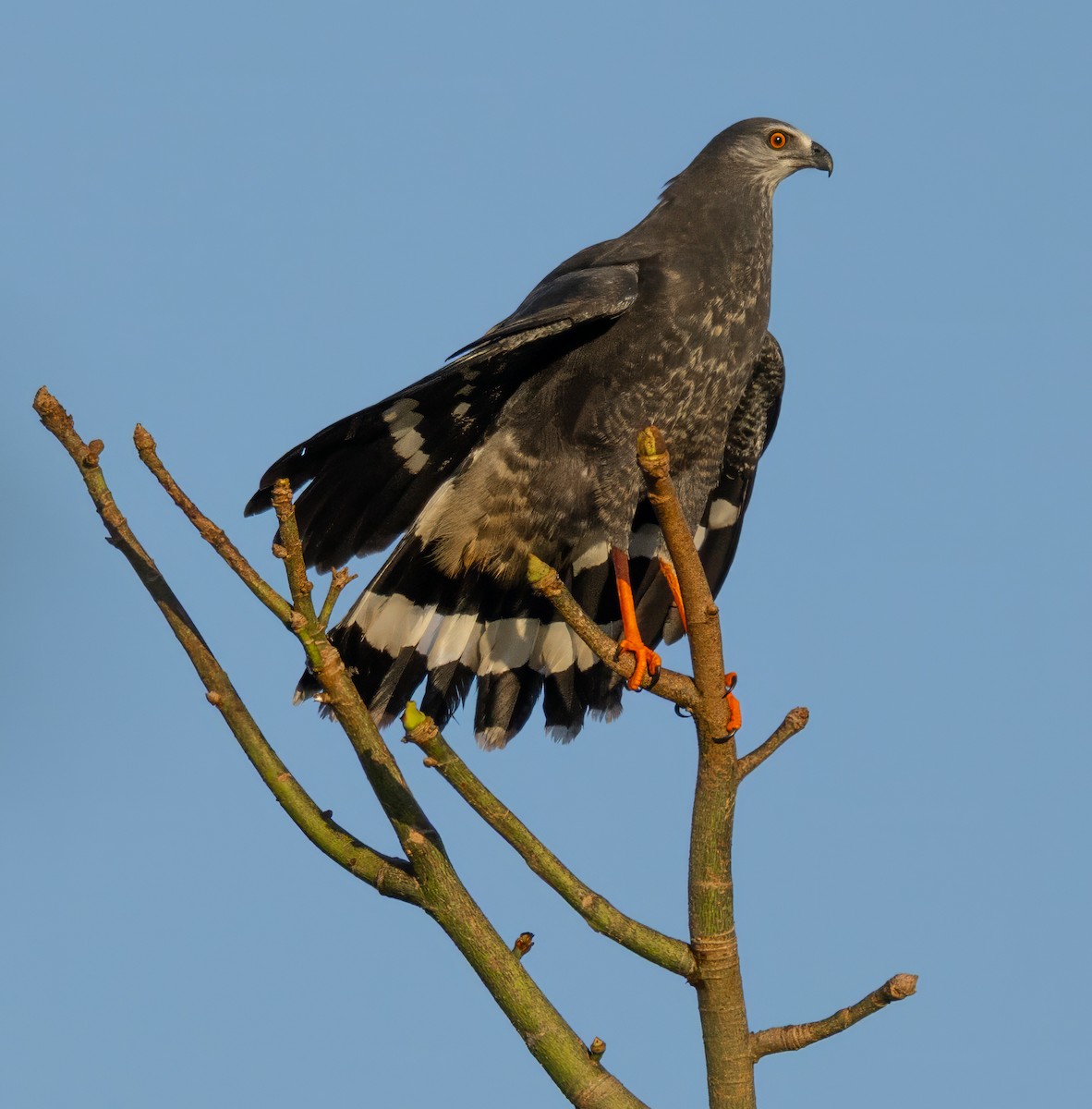 Buse échasse (groupe nigra) - ML646095257