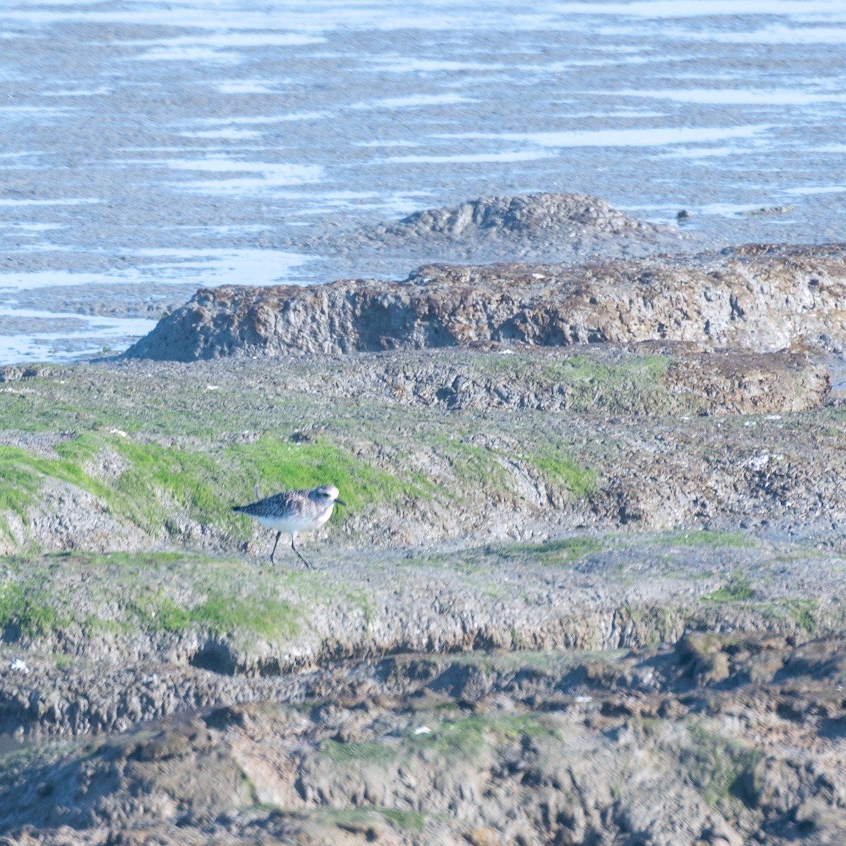 Pluvier argenté - ML646095258