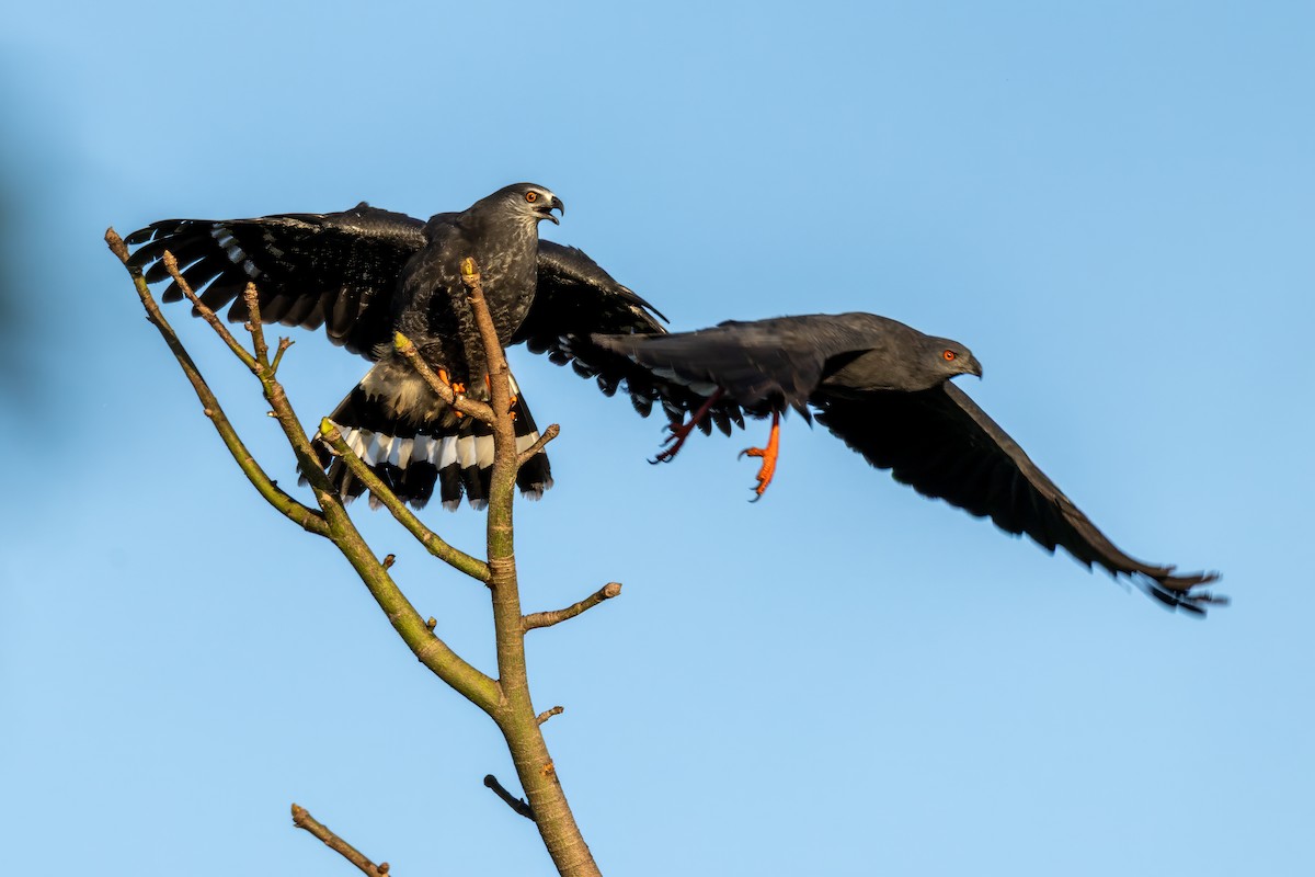 Buse échasse (groupe nigra) - ML646095259