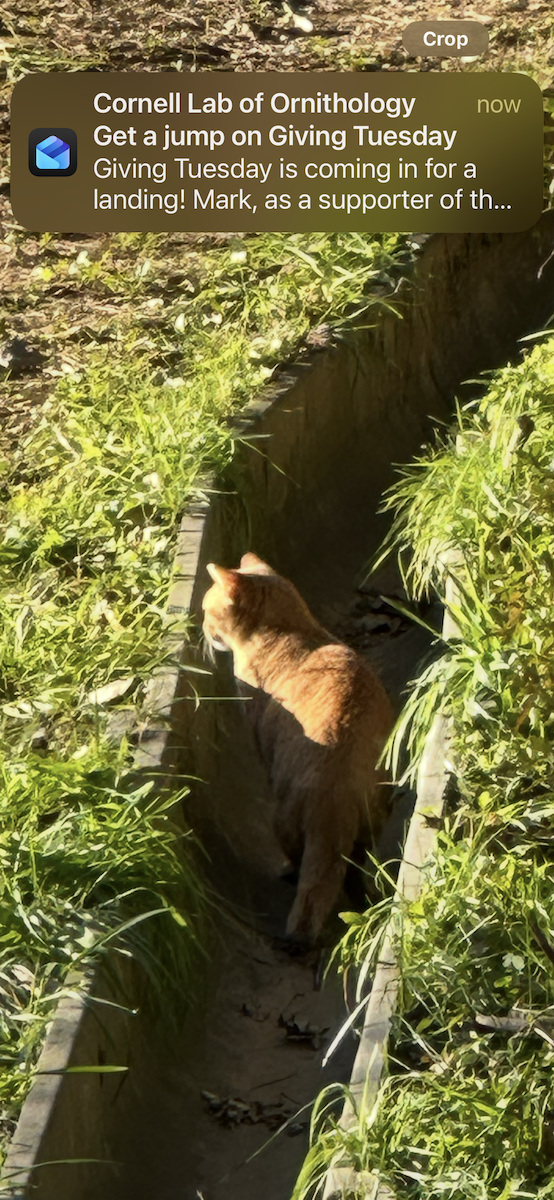 Animals - ML646095260