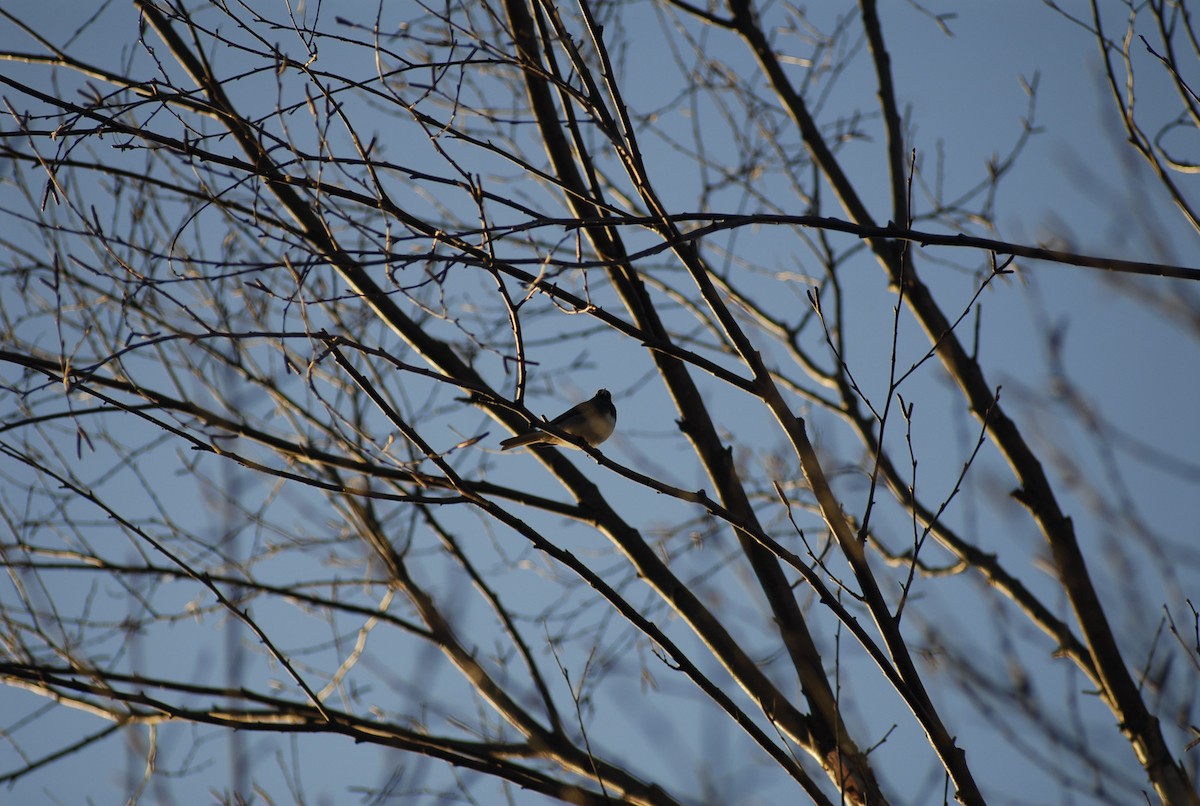 Junco ardoisé - ML646095261