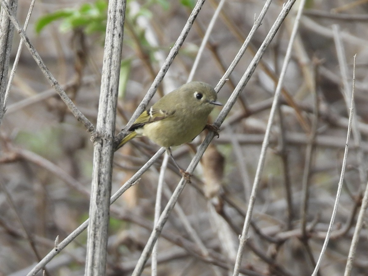 Roitelet à couronne rubis - ML646095262