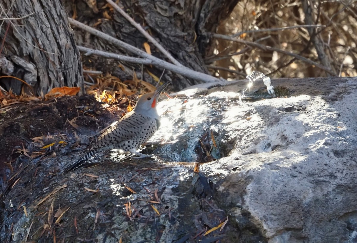 Pic flamboyant - ML646095263