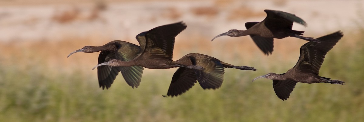 Ibis à face blanche - ML646095264