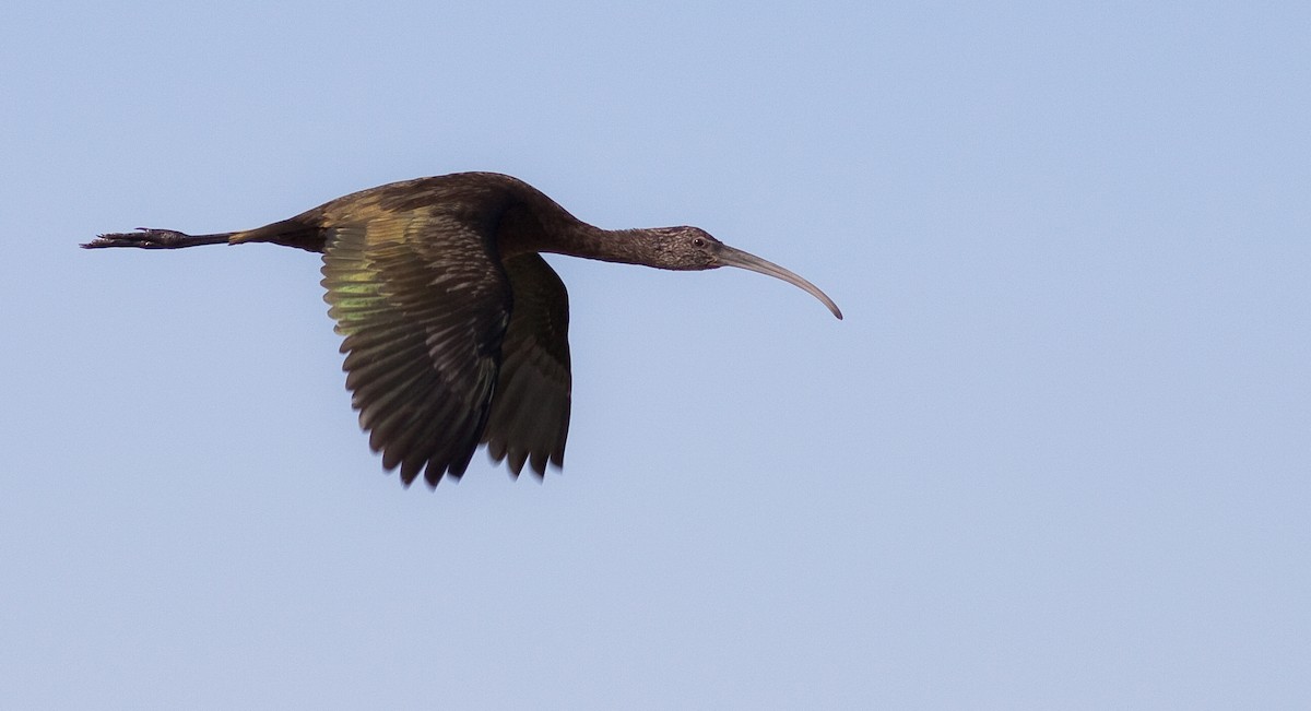 Ibis à face blanche - ML646095265
