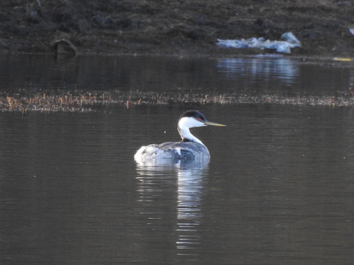 Grèbe élégant - ML646095266