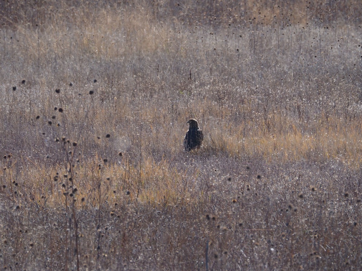 Busard des marais - ML646095268