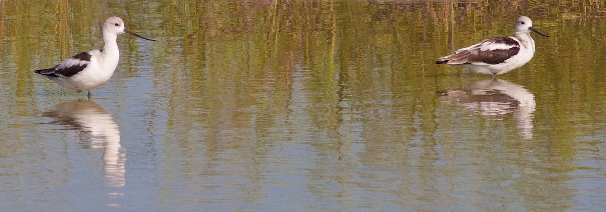 Avocette d'Amérique - ML646095269