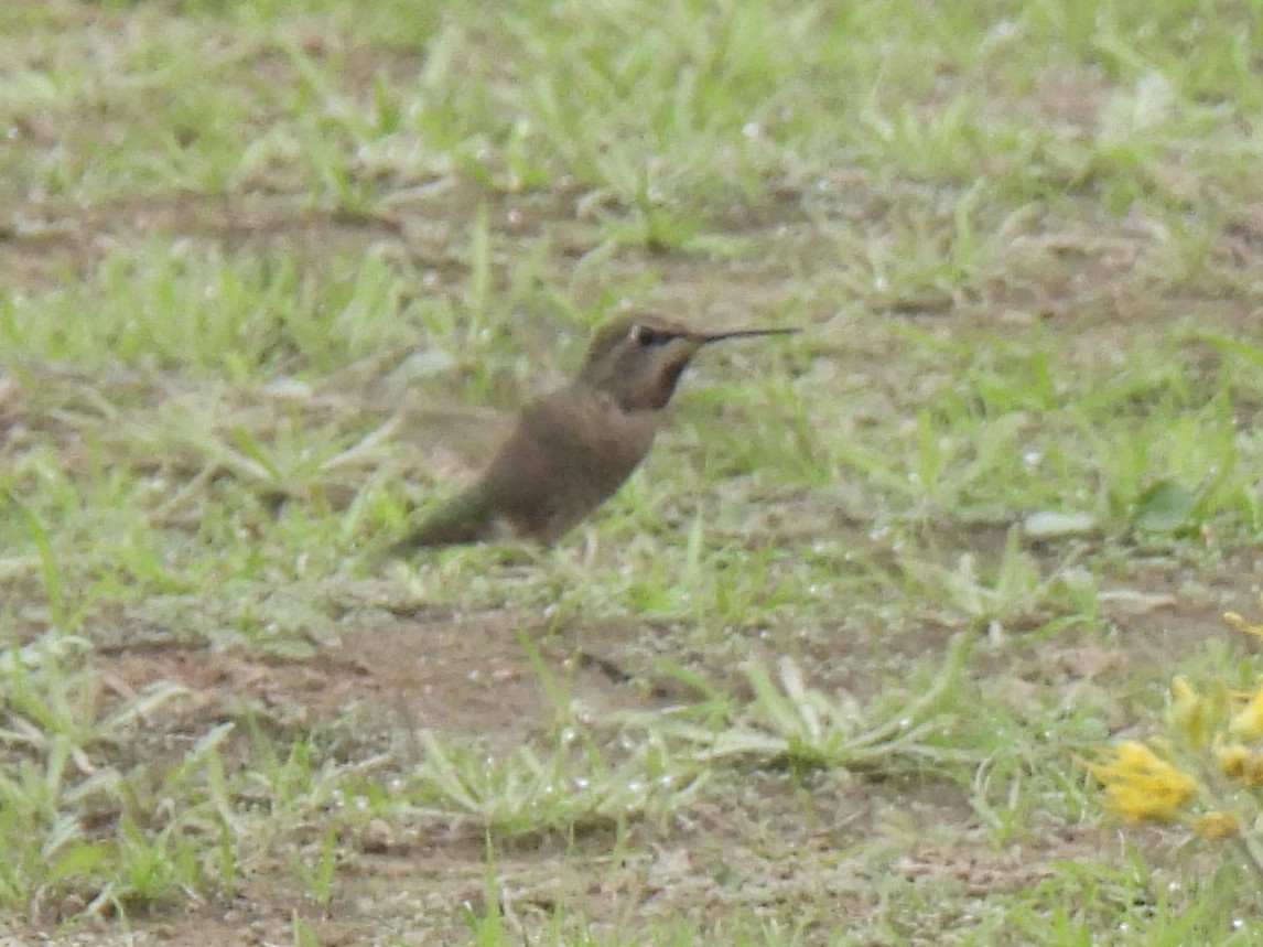 Colibri d'Anna - ML646095272