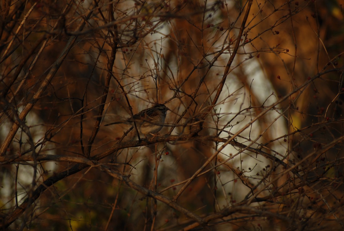 Бруант білогорлий - ML646095273