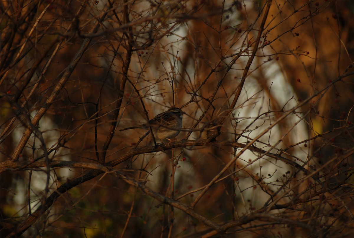 Бруант білогорлий - ML646095274