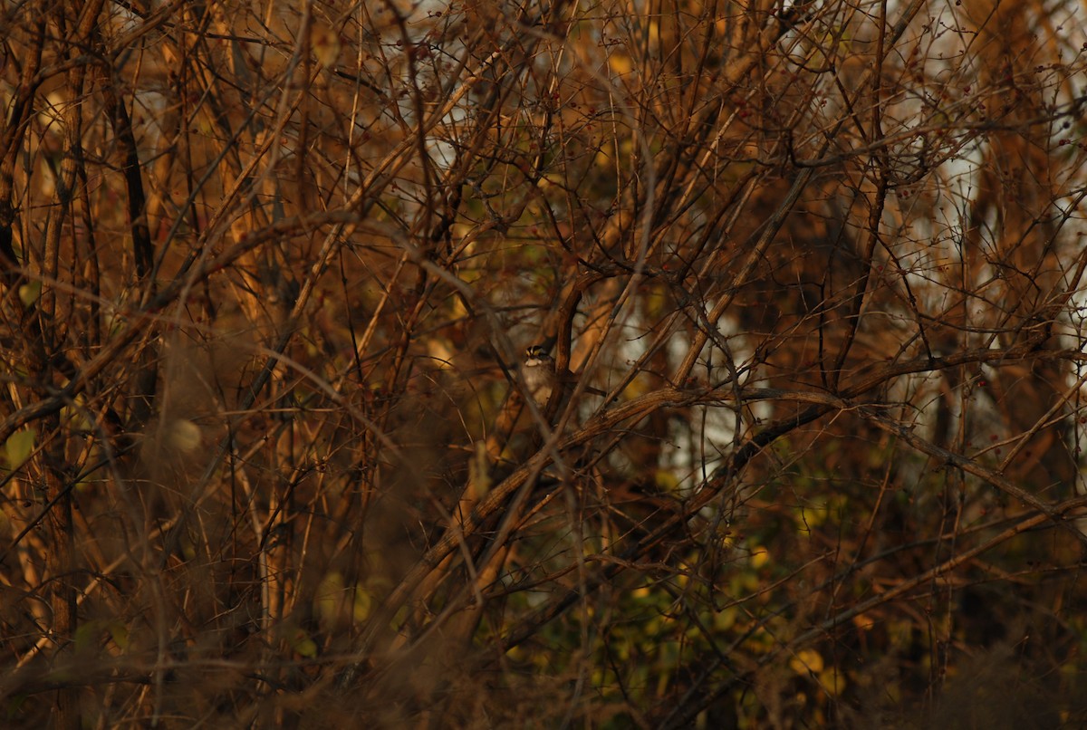 Бруант білогорлий - ML646095275