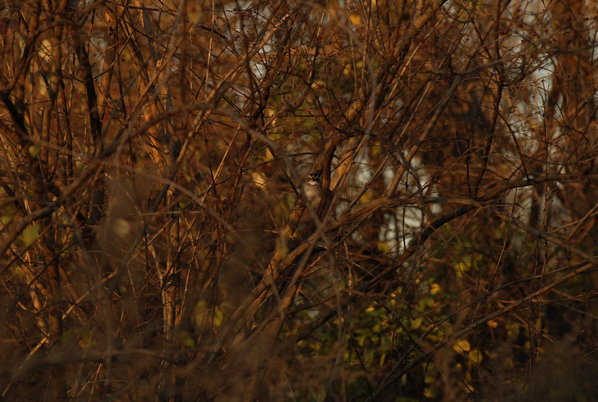 Бруант білогорлий - ML646095276