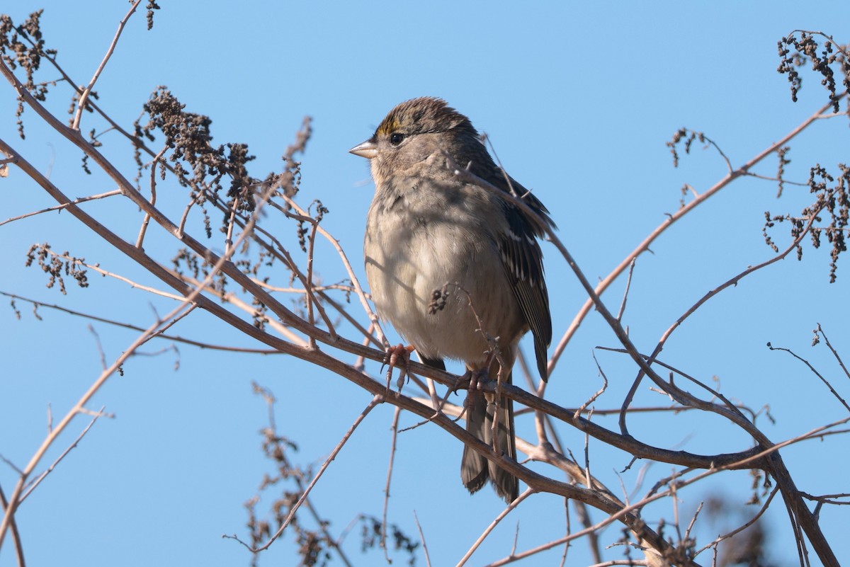 Golden-crowned Sparrow - ML646095283