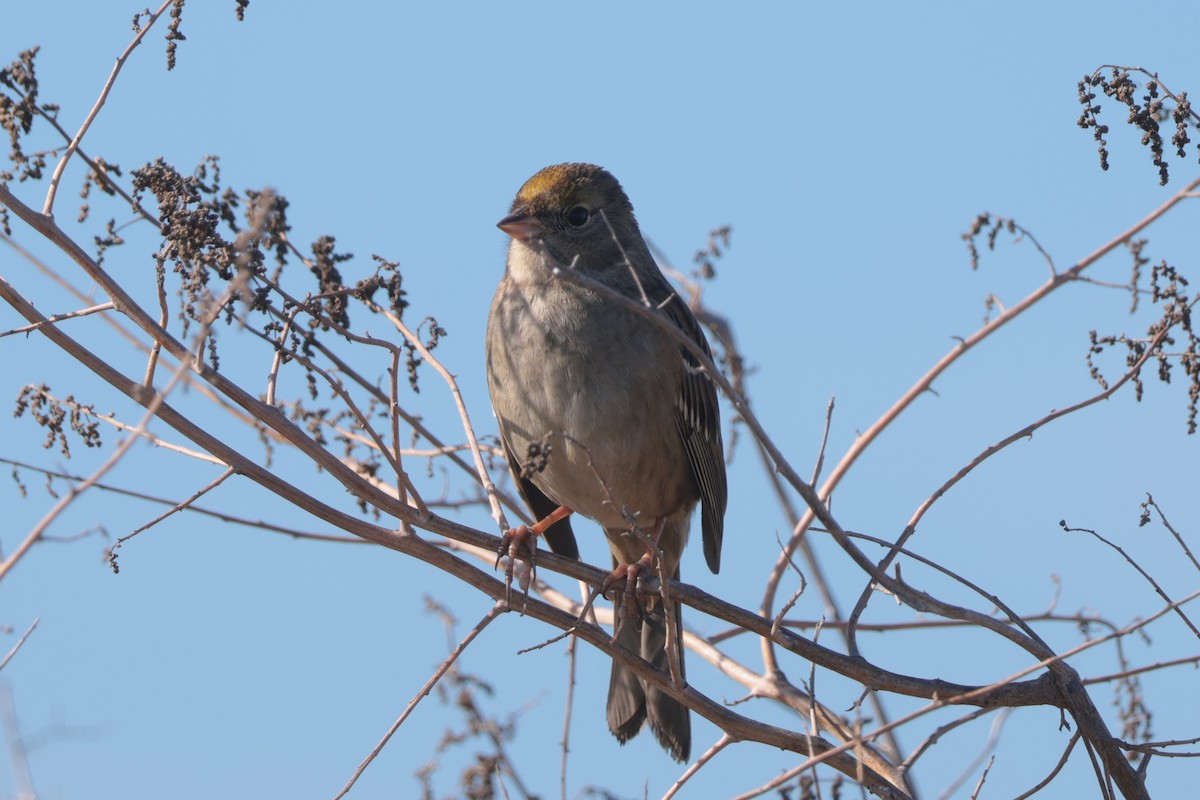 Golden-crowned Sparrow - ML646095284