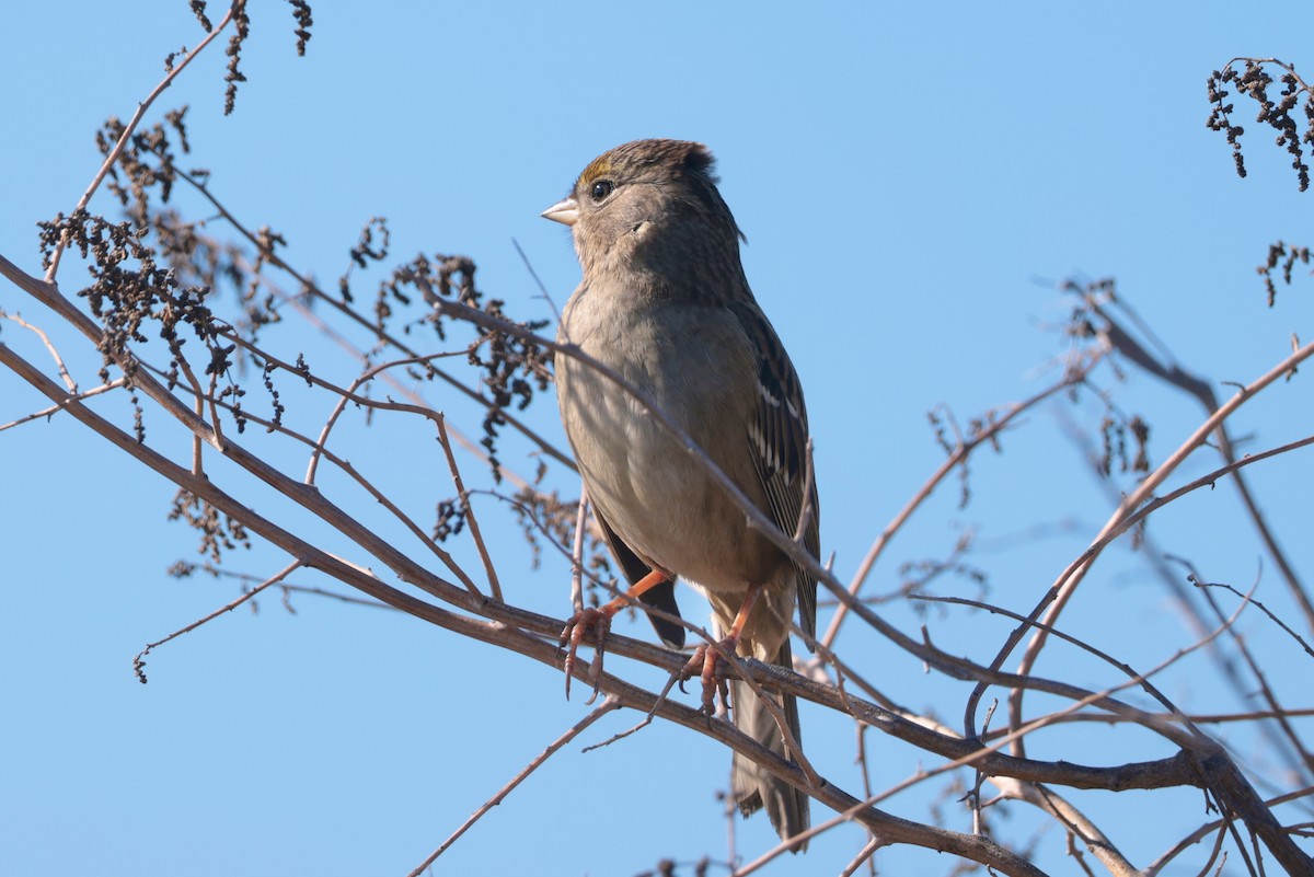 Golden-crowned Sparrow - ML646095285