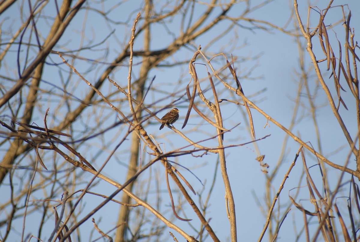Red-winged Blackbird - ML646095287