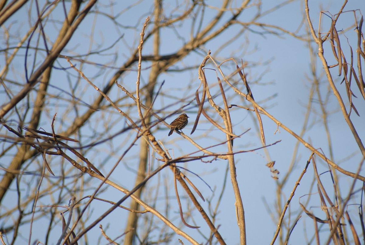 Red-winged Blackbird - ML646095288
