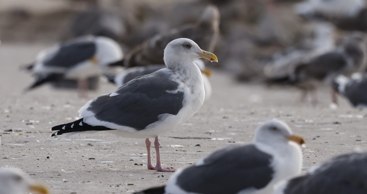 Western Gull - ML646095289