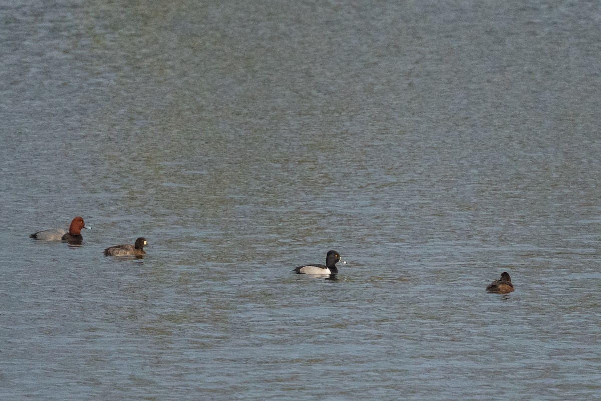 Redhead - ML646095290