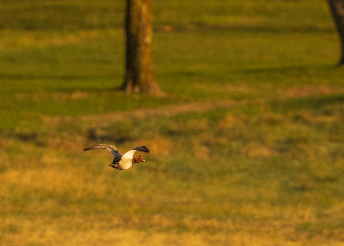 Redhead - ML646095291