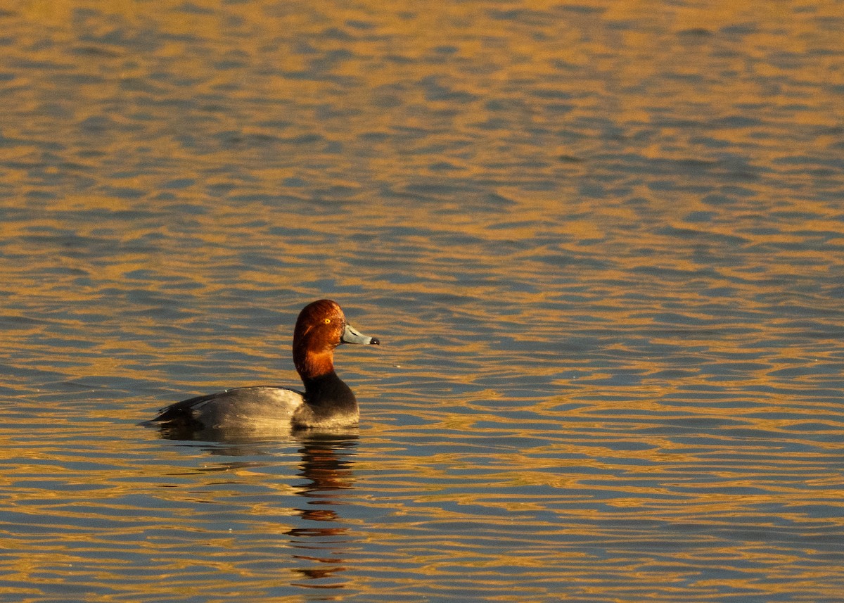 Redhead - ML646095292