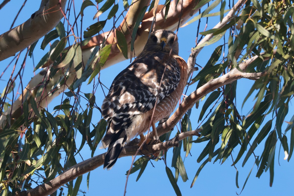 Red-shouldered Hawk - ML646095297