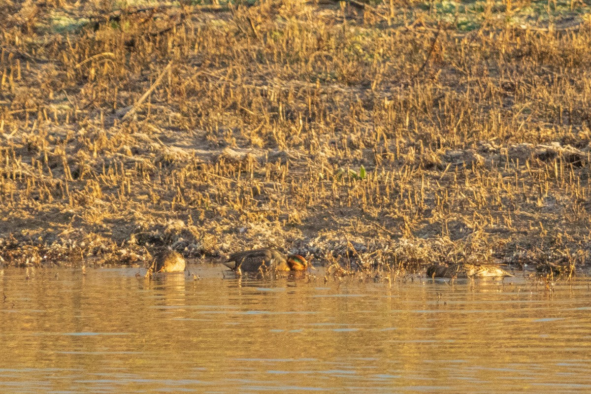 Green-winged Teal - ML646095304