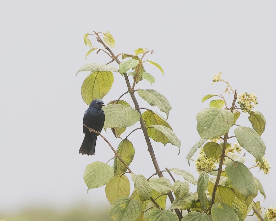 Пурпурногорлый личинколюб - ML646095311