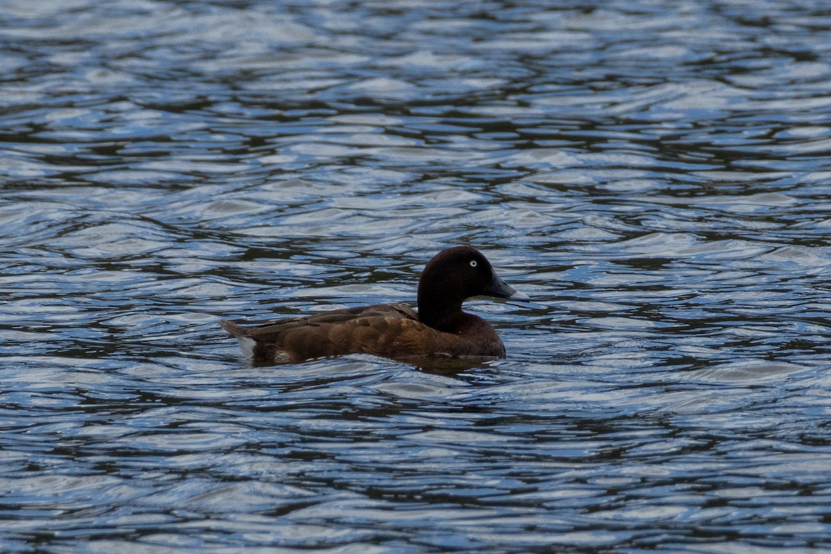 Hardhead - ML646095317