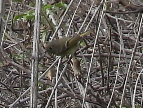 Ruby-crowned Kinglet - ML646095319