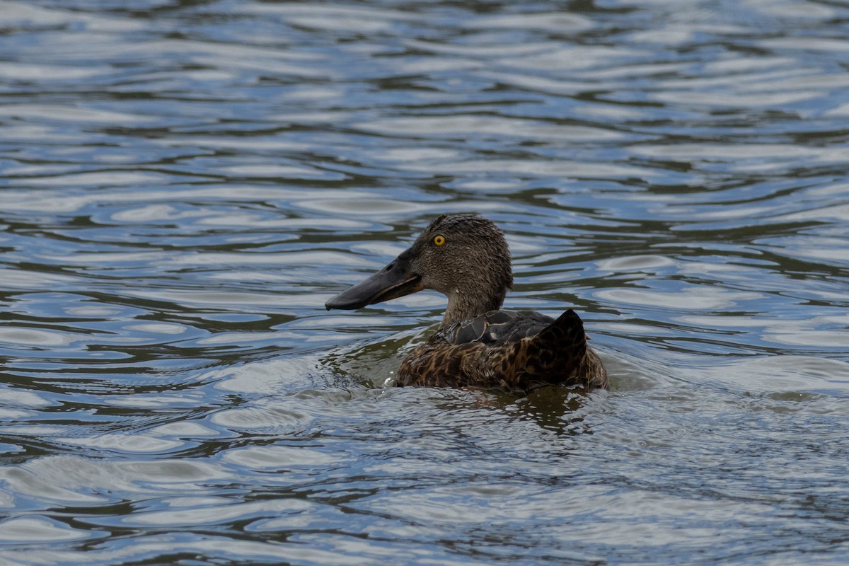 Australasian Shoveler - ML646095325
