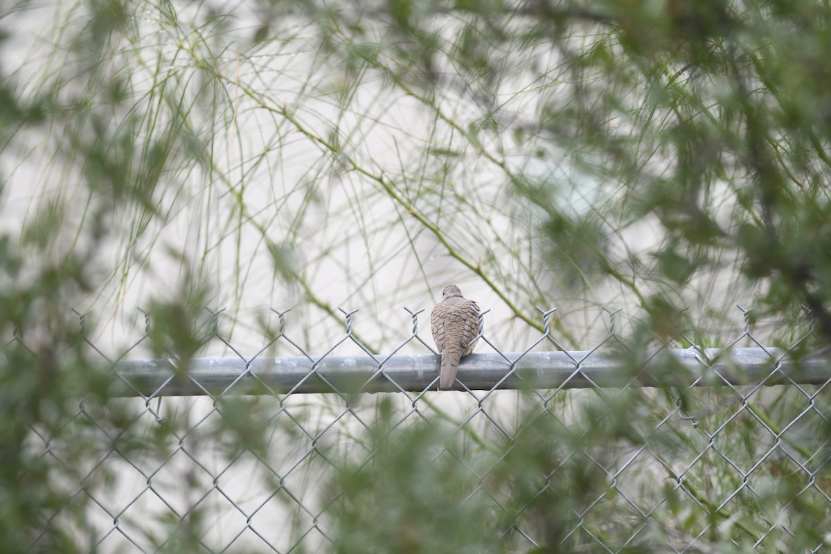 Inca Dove - ML646095326