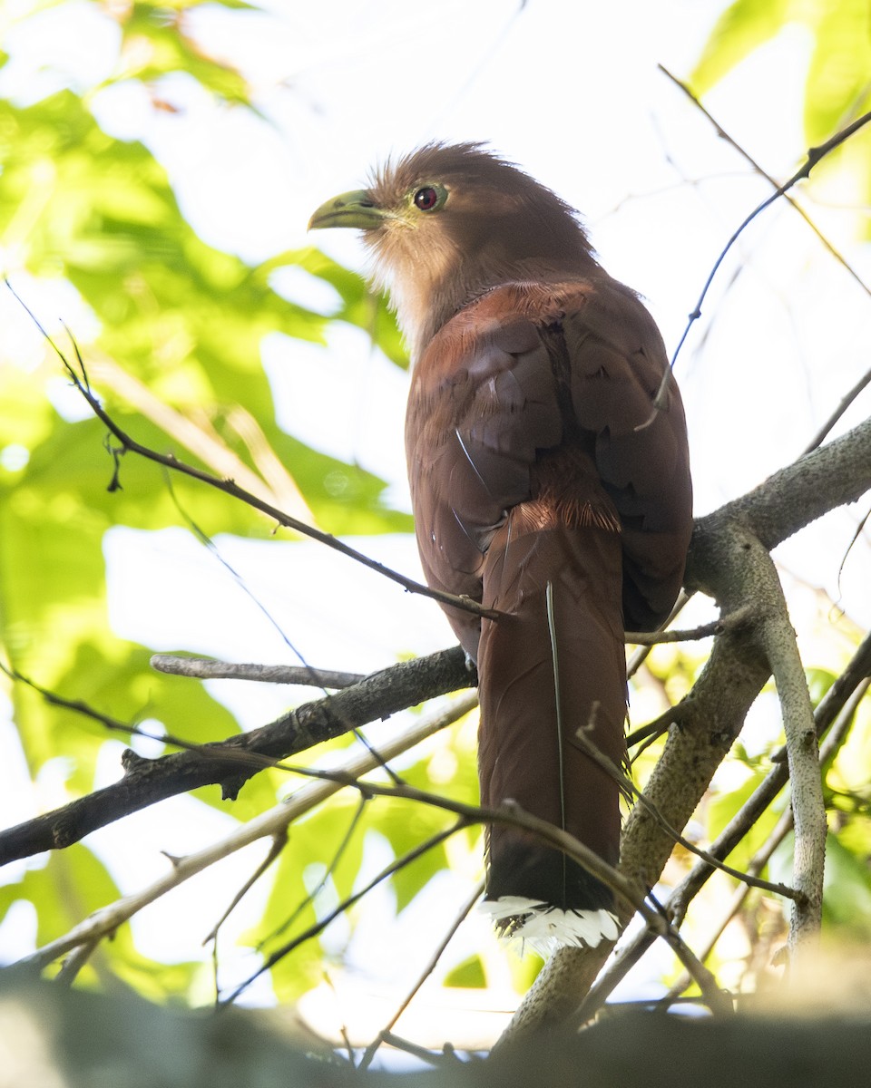 Common Squirrel-Cuckoo - ML646095327