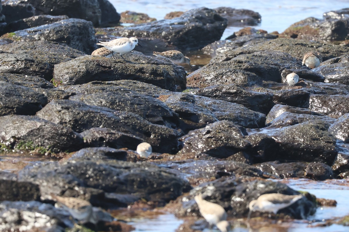 Sanderling - ML646095328