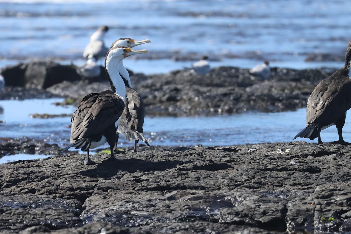 Pied Cormorant - ML646095331