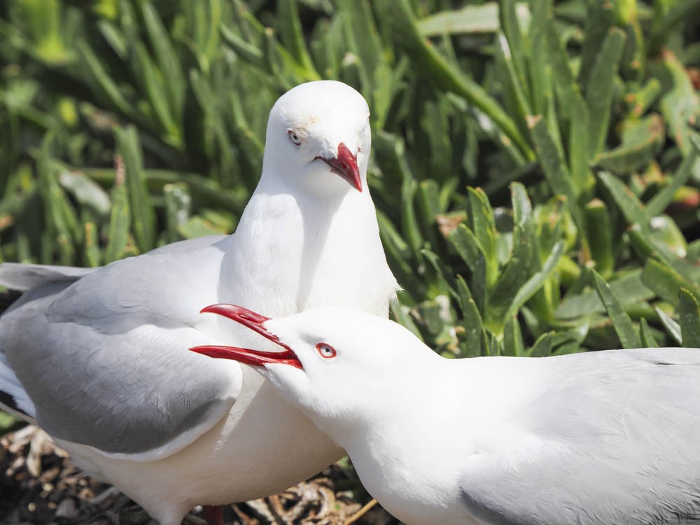 Silver Gull - ML646095336