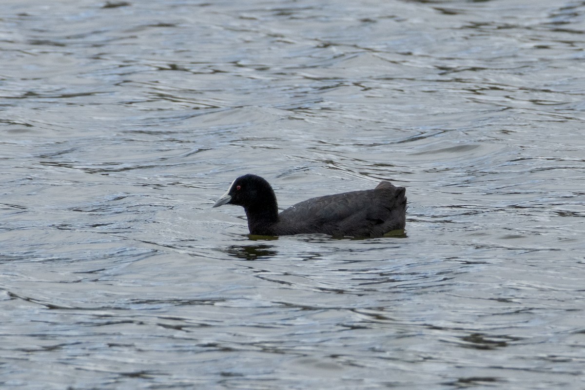 Eurasian Coot - ML646095337