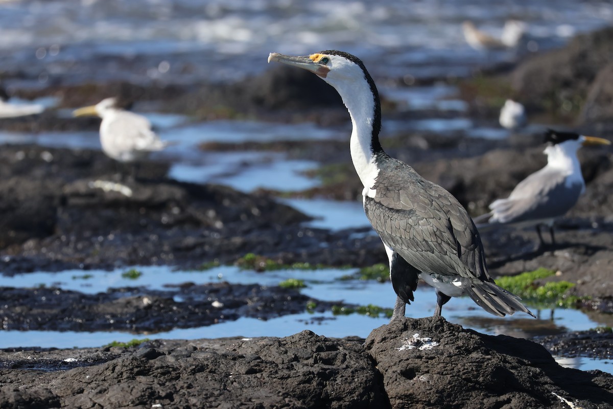 Pied Cormorant - ML646095338