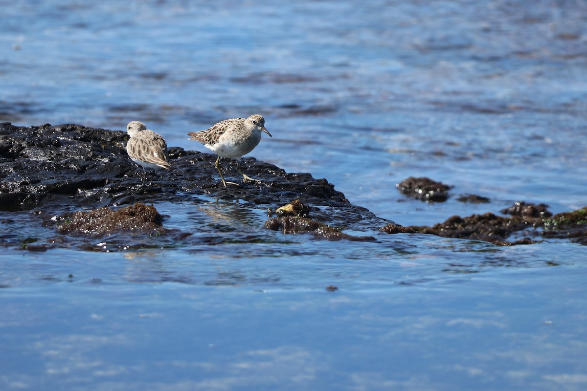Sharp-tailed Sandpiper - ML646095340