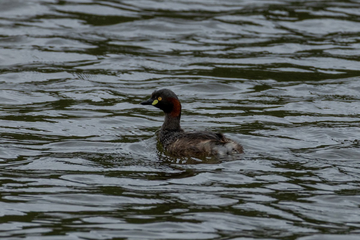 Australasian Grebe - ML646095341