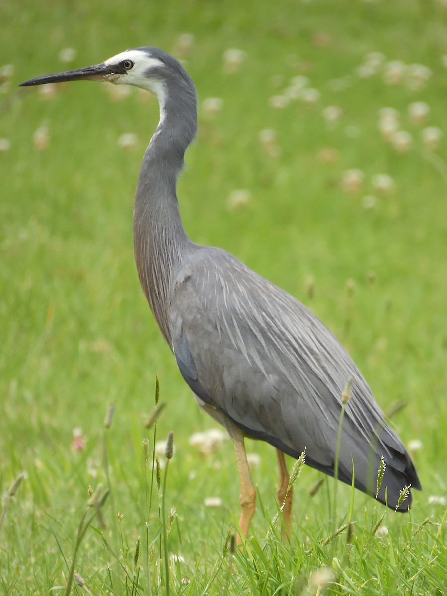 White-faced Heron - ML646095342