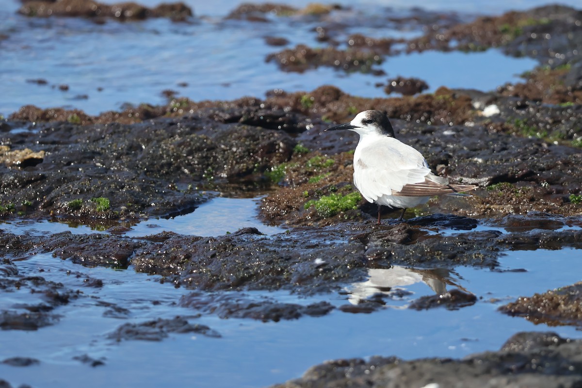 Common Tern - ML646095343